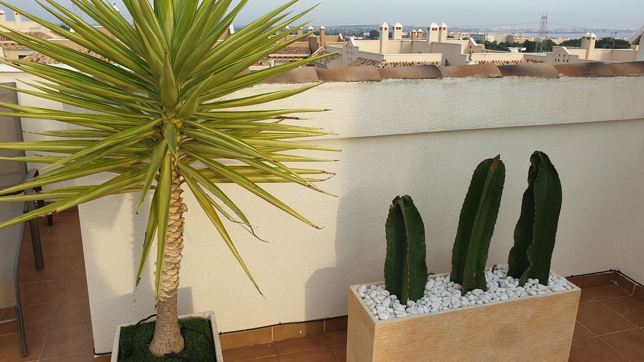 Photo of Outdoor in Los Montesinos