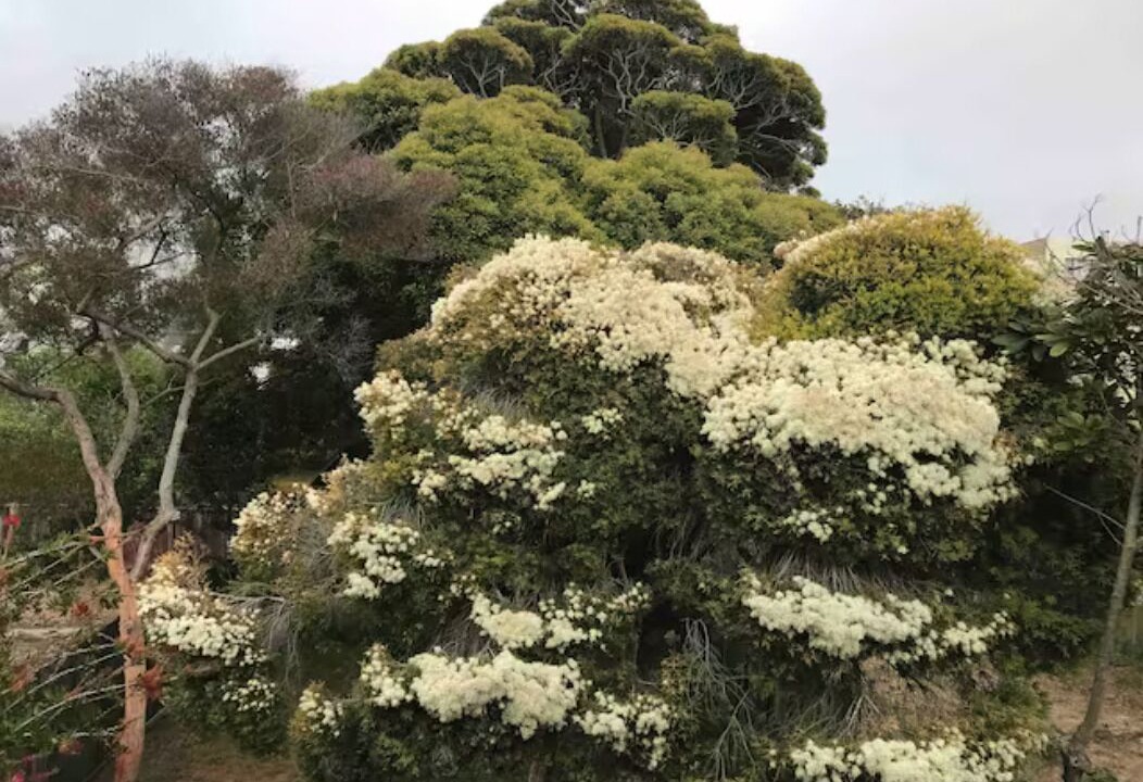 Photo of Others in Outer Sunset