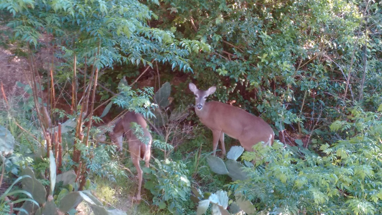 Photo of Outdoor in Gruene