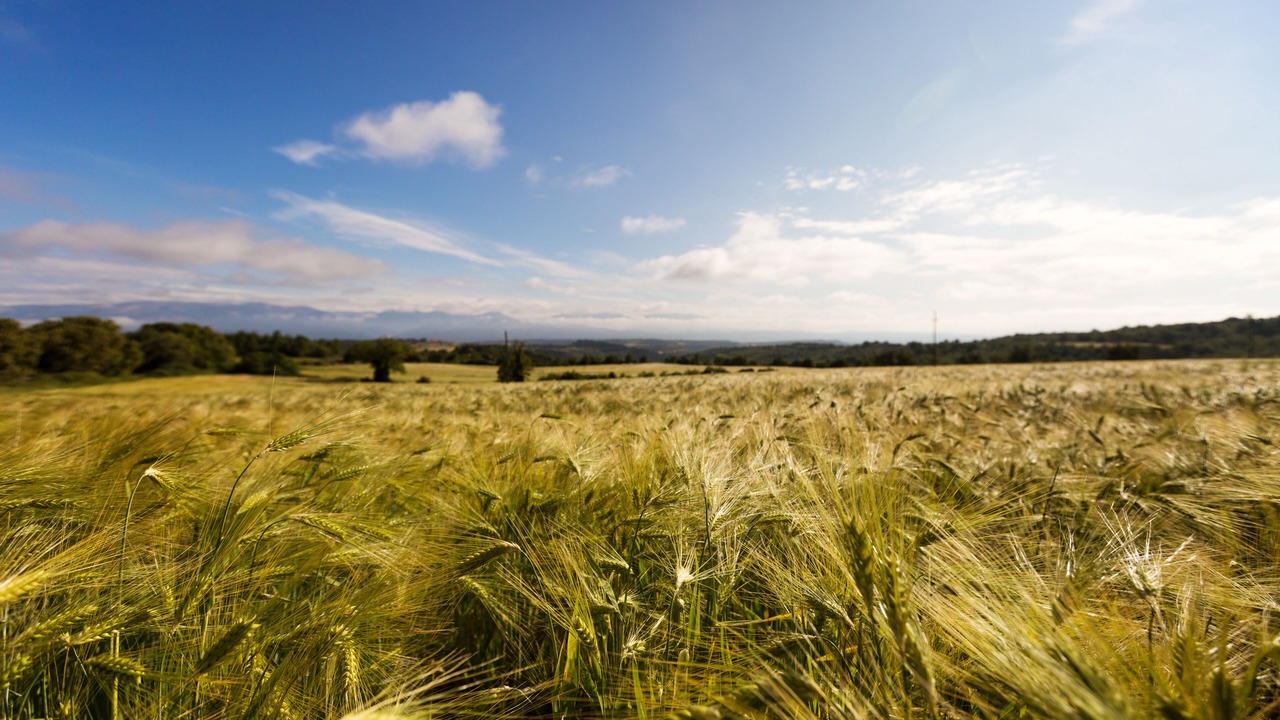 Photo of Outdoor in Riner