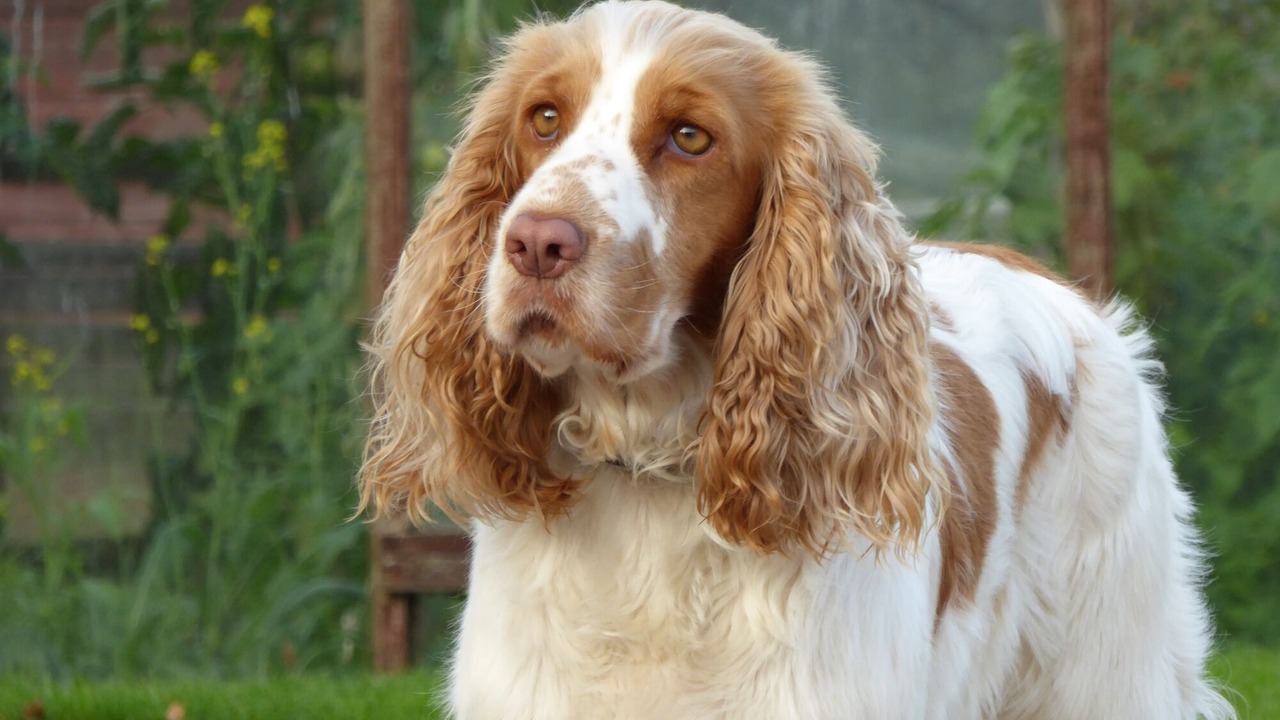 Photo of Others in Glyn-Dyfrdwy