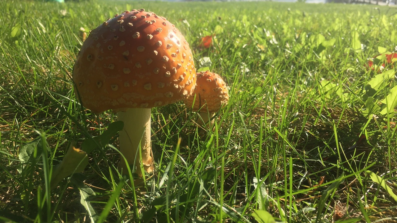 Photo of Outdoor in Johnsonville