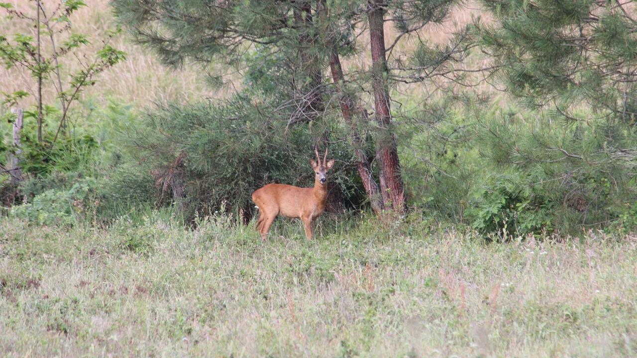 Photo of Outdoor in Arengosse