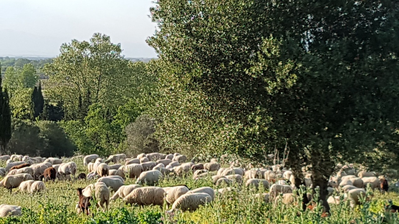 Photo of Outdoor in Sobrestany