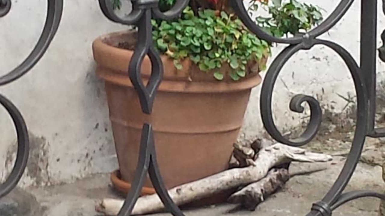 Photo of Others in Aurigeno
