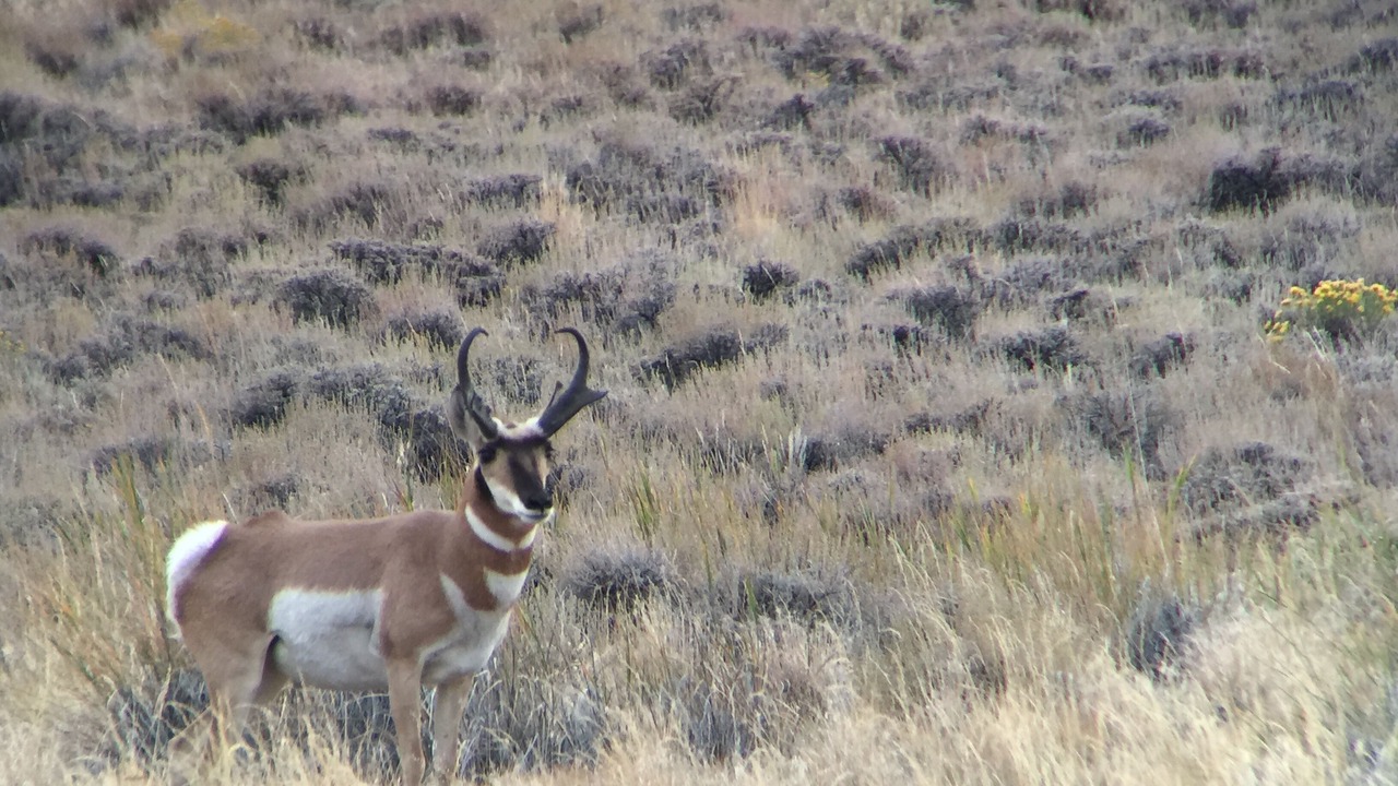 Photo of Others in Plush