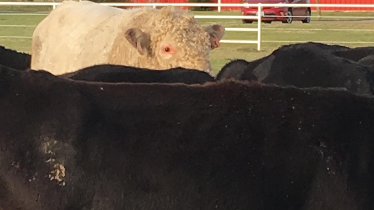 Photo of Others in Normangee