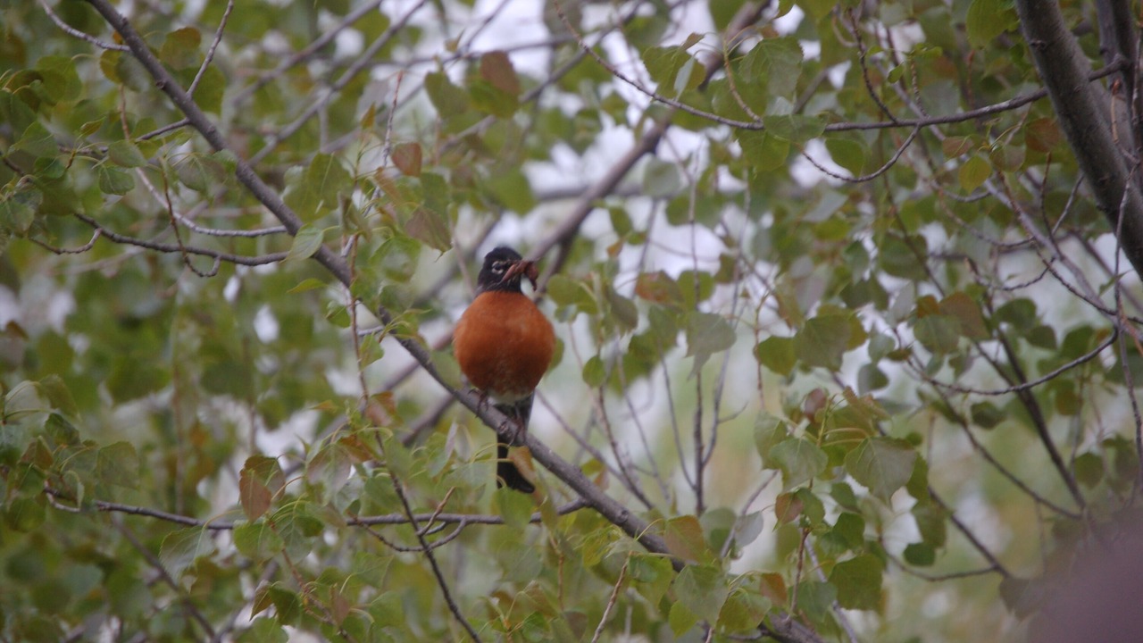 Photo of Others in Thayne