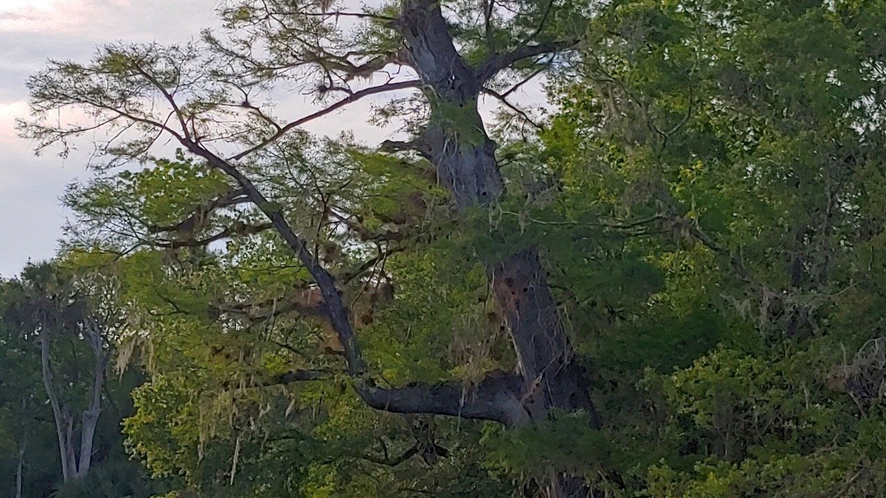 Photo of Others in Bunnell