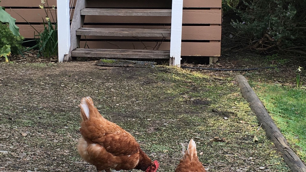 Photo of Outdoor in Red Hill South