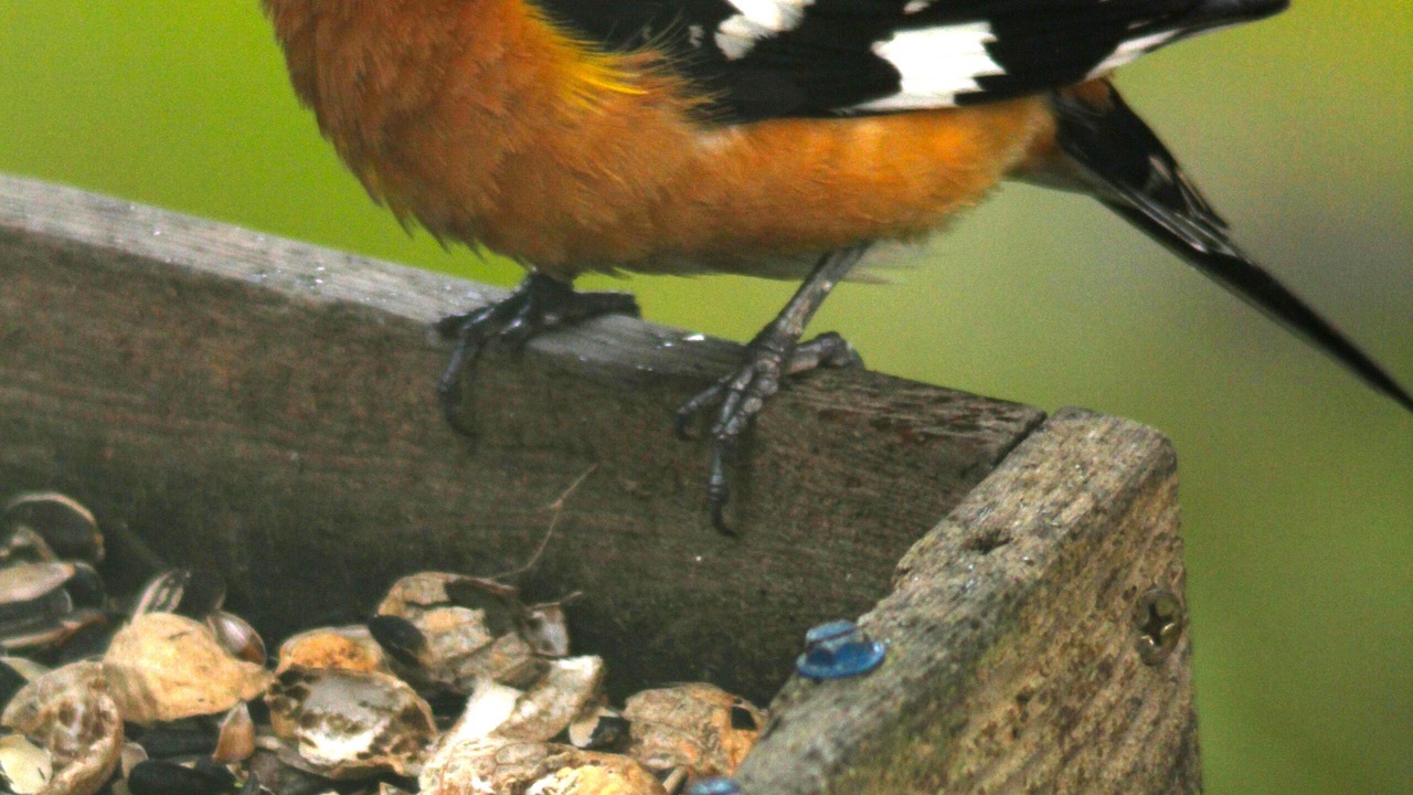 Photo of Others in Skykomish