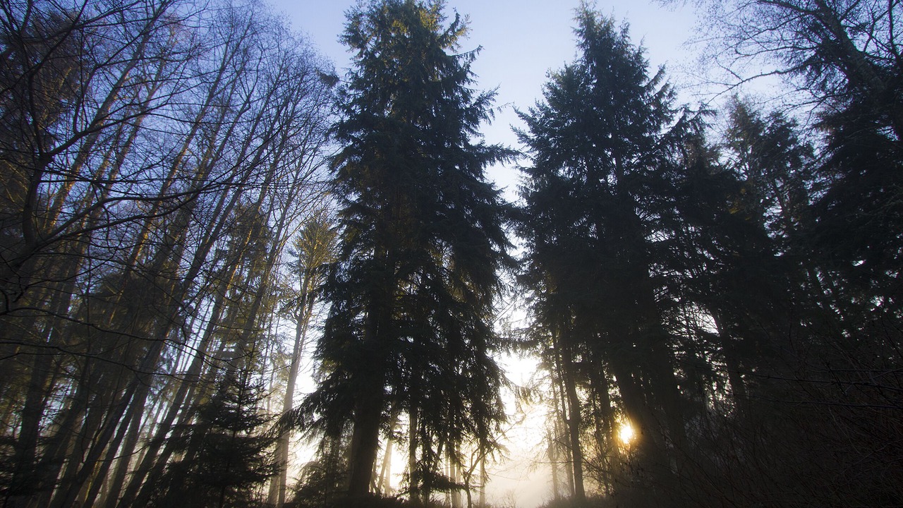 Photo of Others in Greenbank