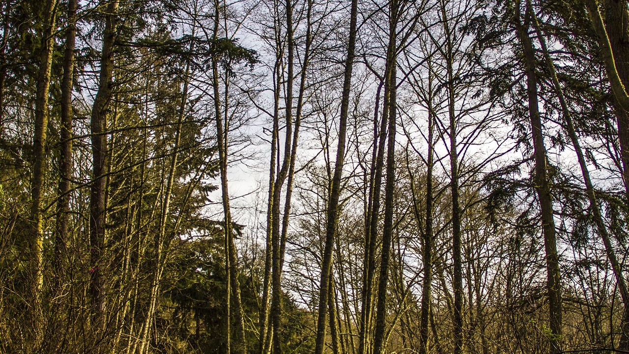 Photo of Others in Greenbank