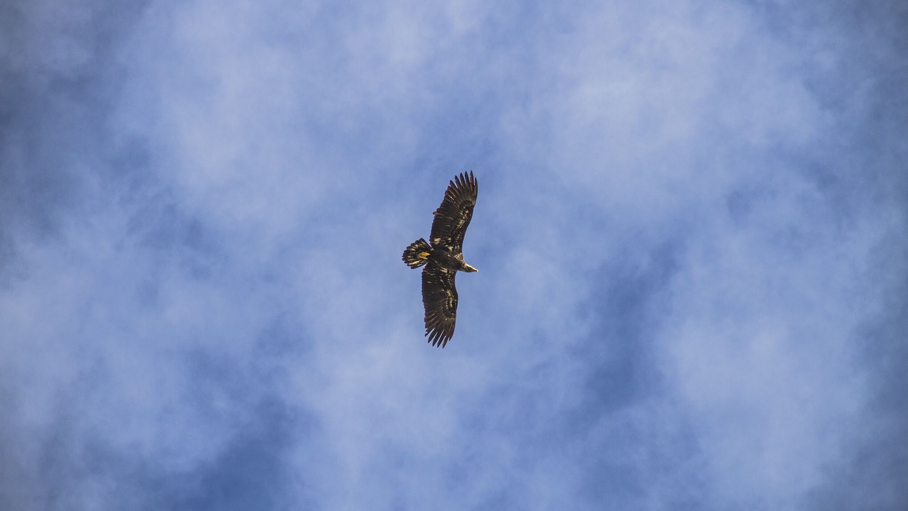 Photo of Others in Greenbank