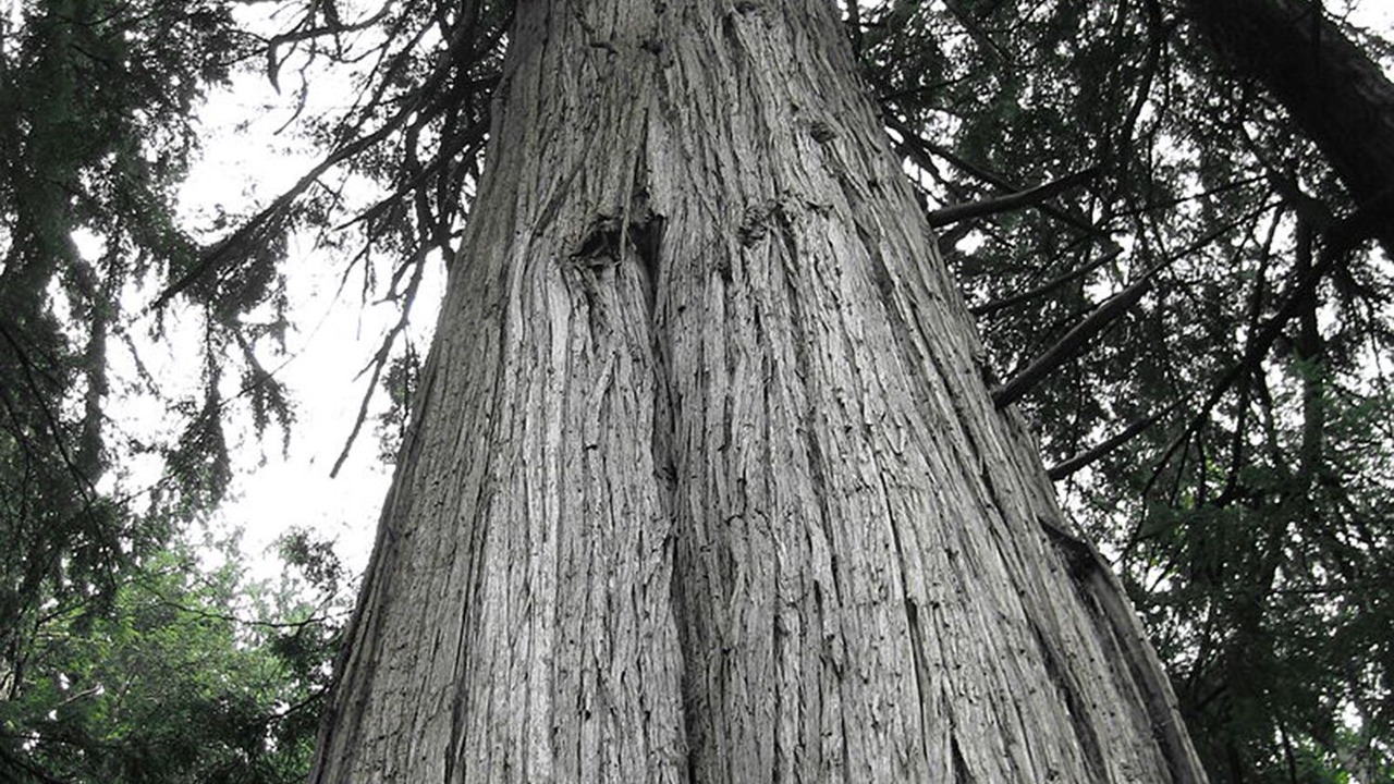 Photo of Others in Greenbank