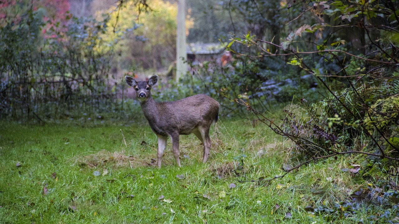 Photo of Others in Greenbank