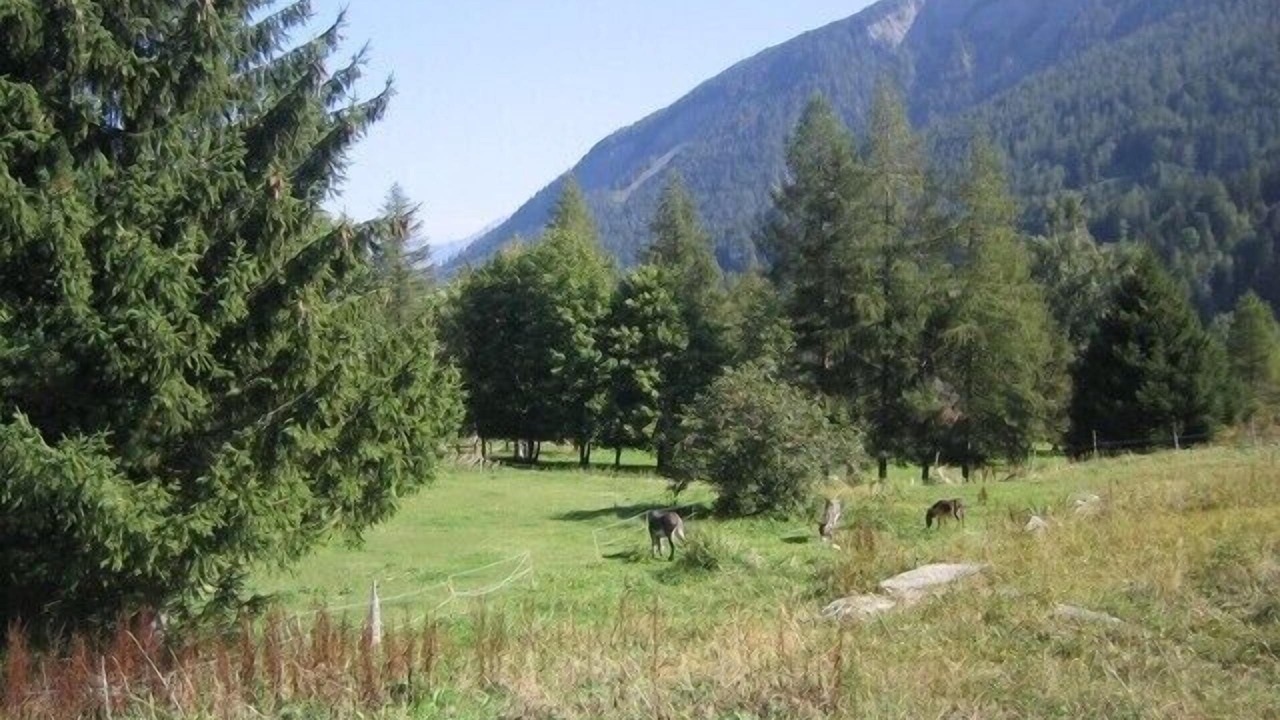 Photo of Others in Saleinaz