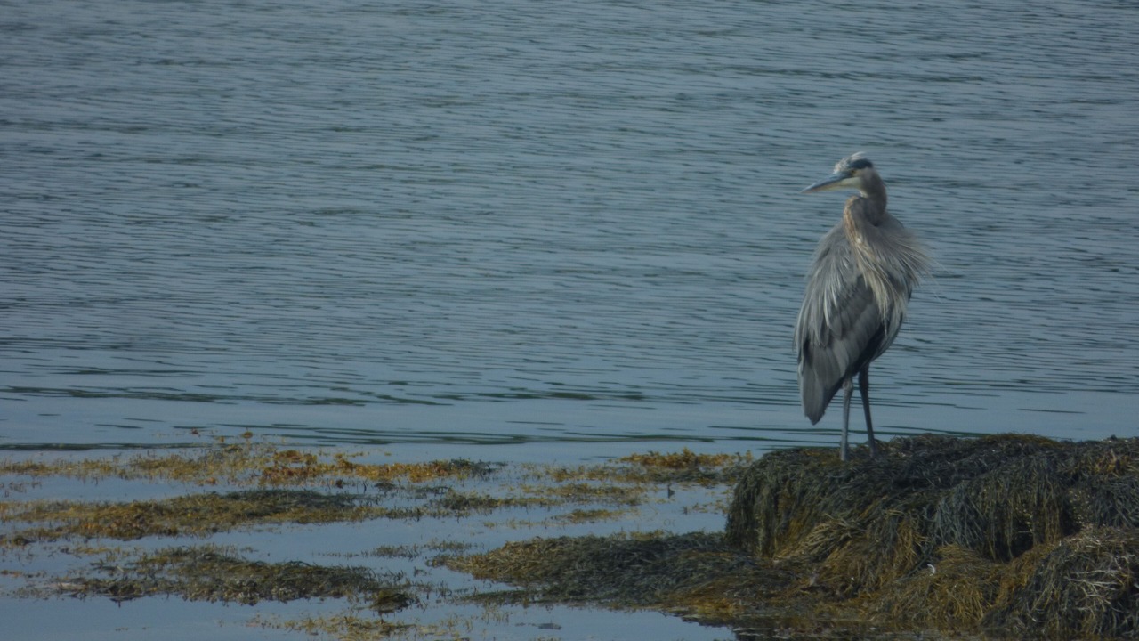 Photo of Others in Pemaquid Beach