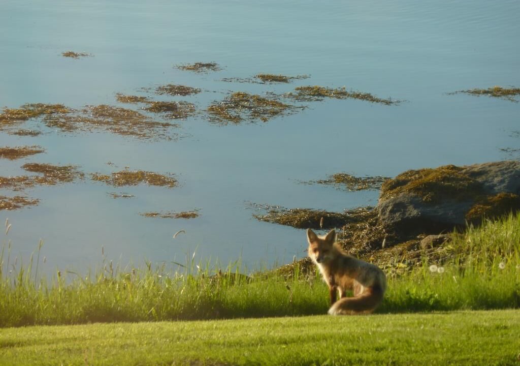 Photo of Others in Pemaquid Beach