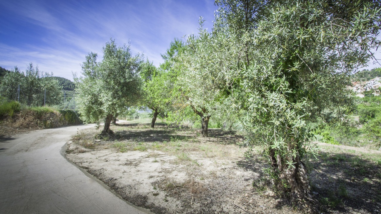 Photo of Outdoor in Alcoleja