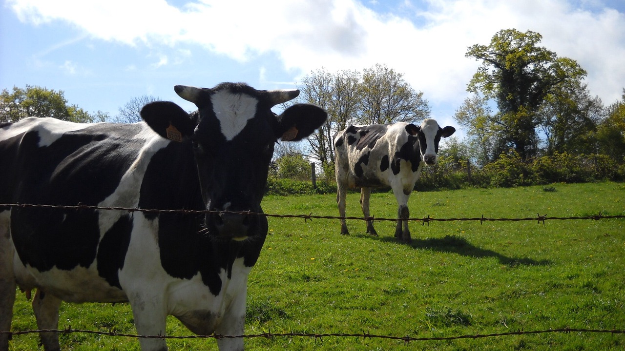 Photo of Others in Saint-Germain-de-Coulamer