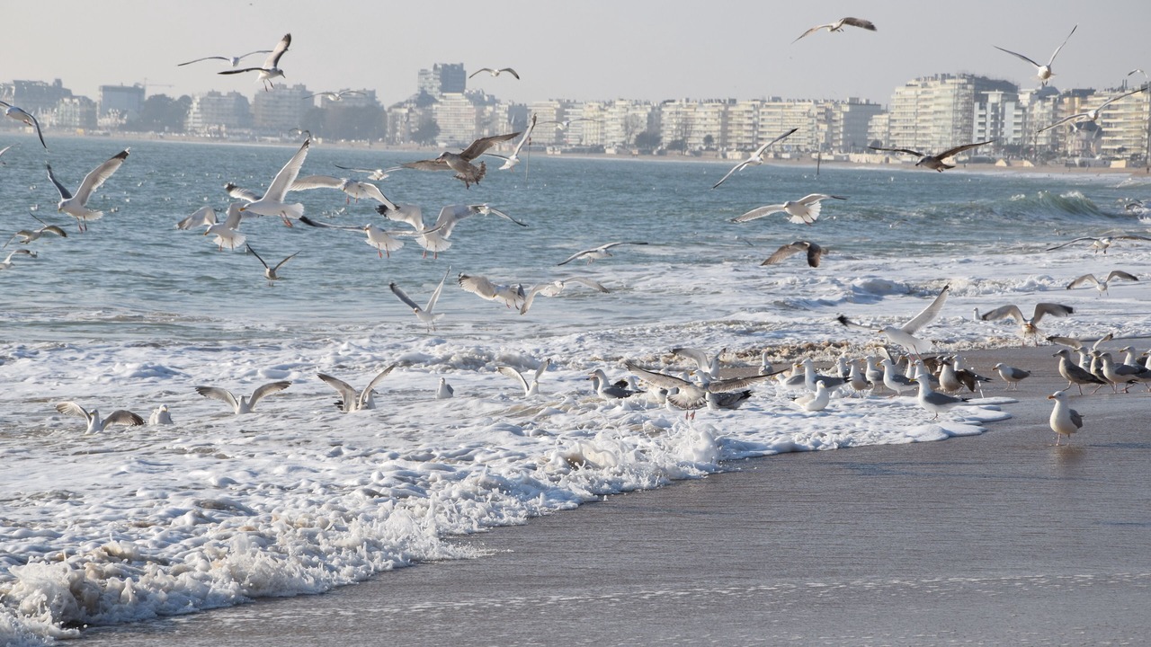 Photo of Others in Pornichet