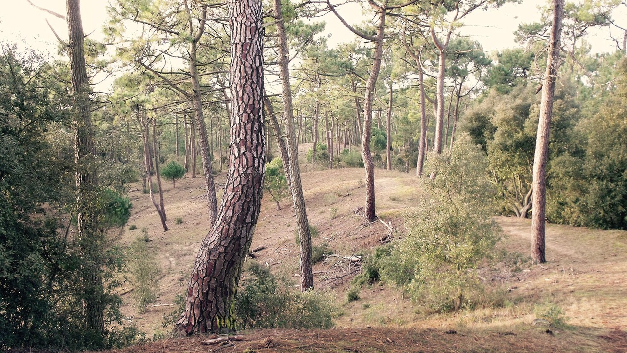 Photo of Outdoor in Saint-Jean-de-Monts