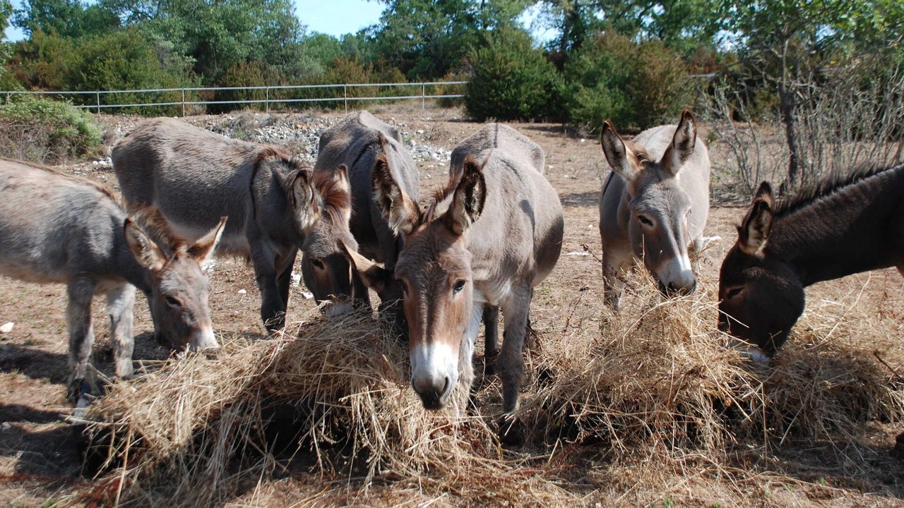 Photo of Outdoor in Salavas