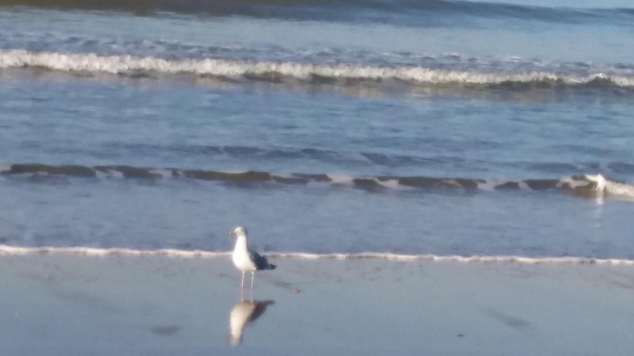 Photo of Others in Blonville-sur-Mer
