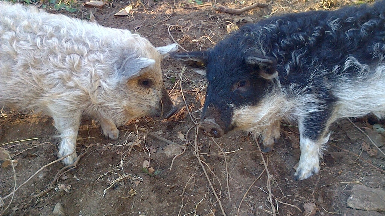 Photo of Outdoor in La Chapelle Montbrandeix