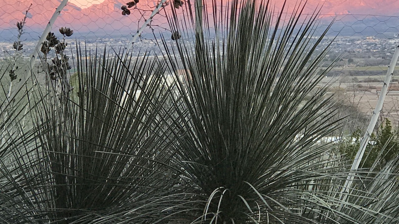 Photo of Others in Mesilla Park