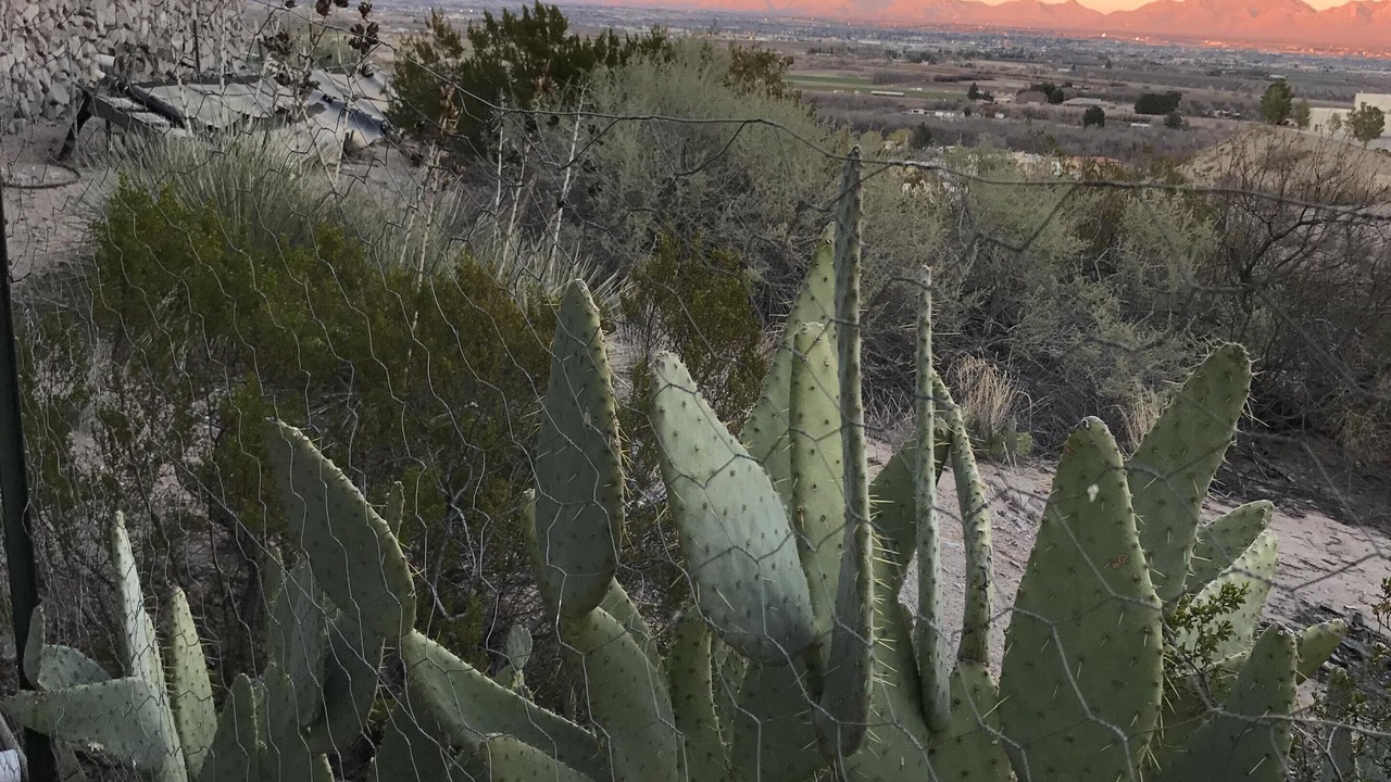 Photo of Others in Mesilla Park