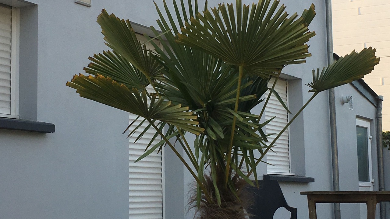 Photo of Patio Balcony in Saint-Marc-sur-Mer