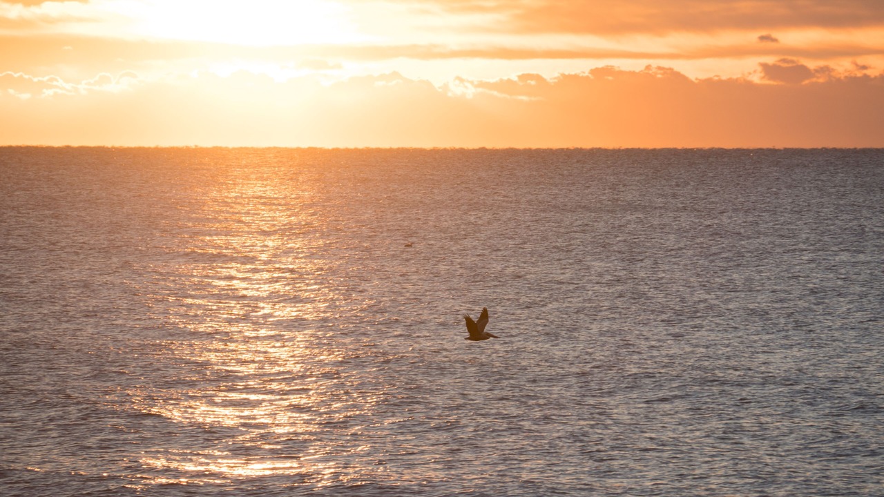 Photo of Others in Surfside Beach