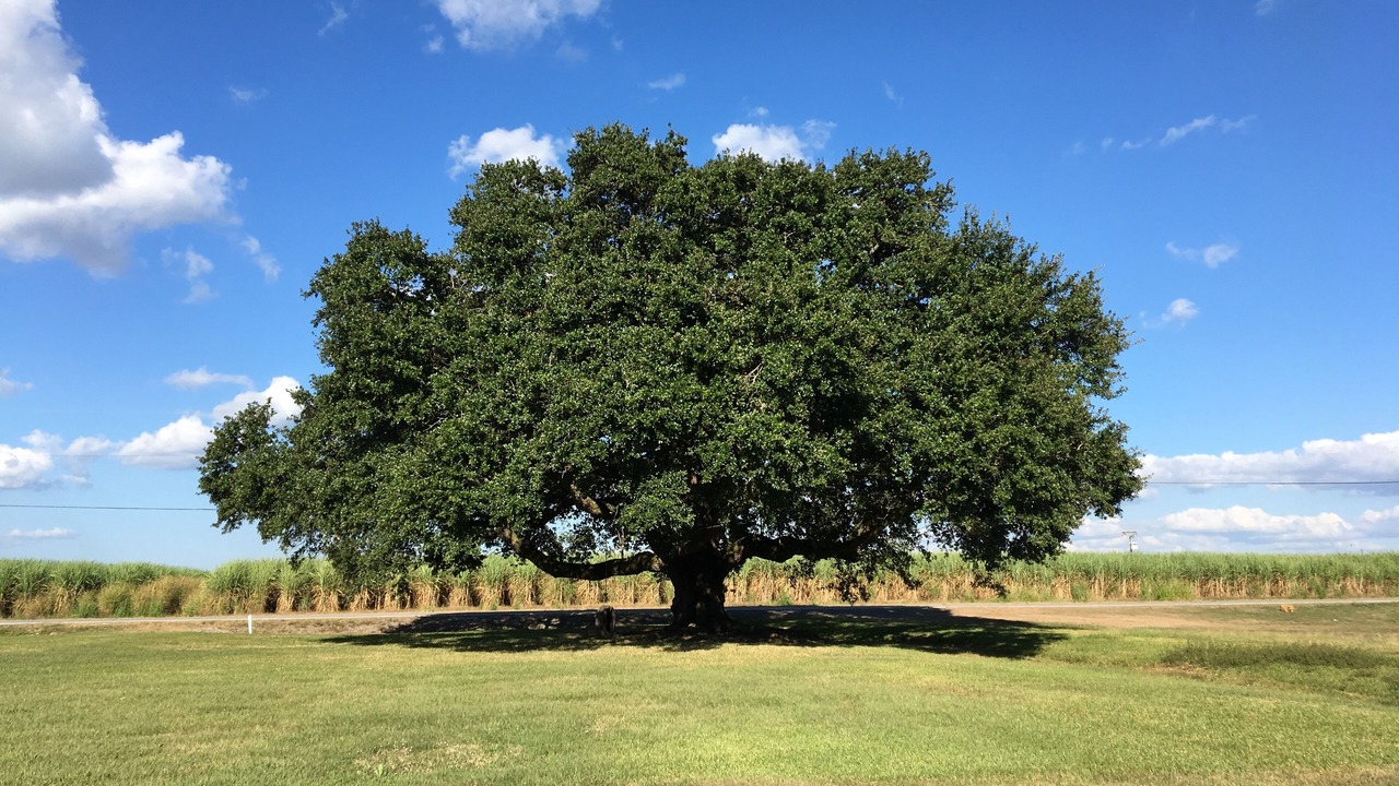 Photo of Others in Iberia Parish