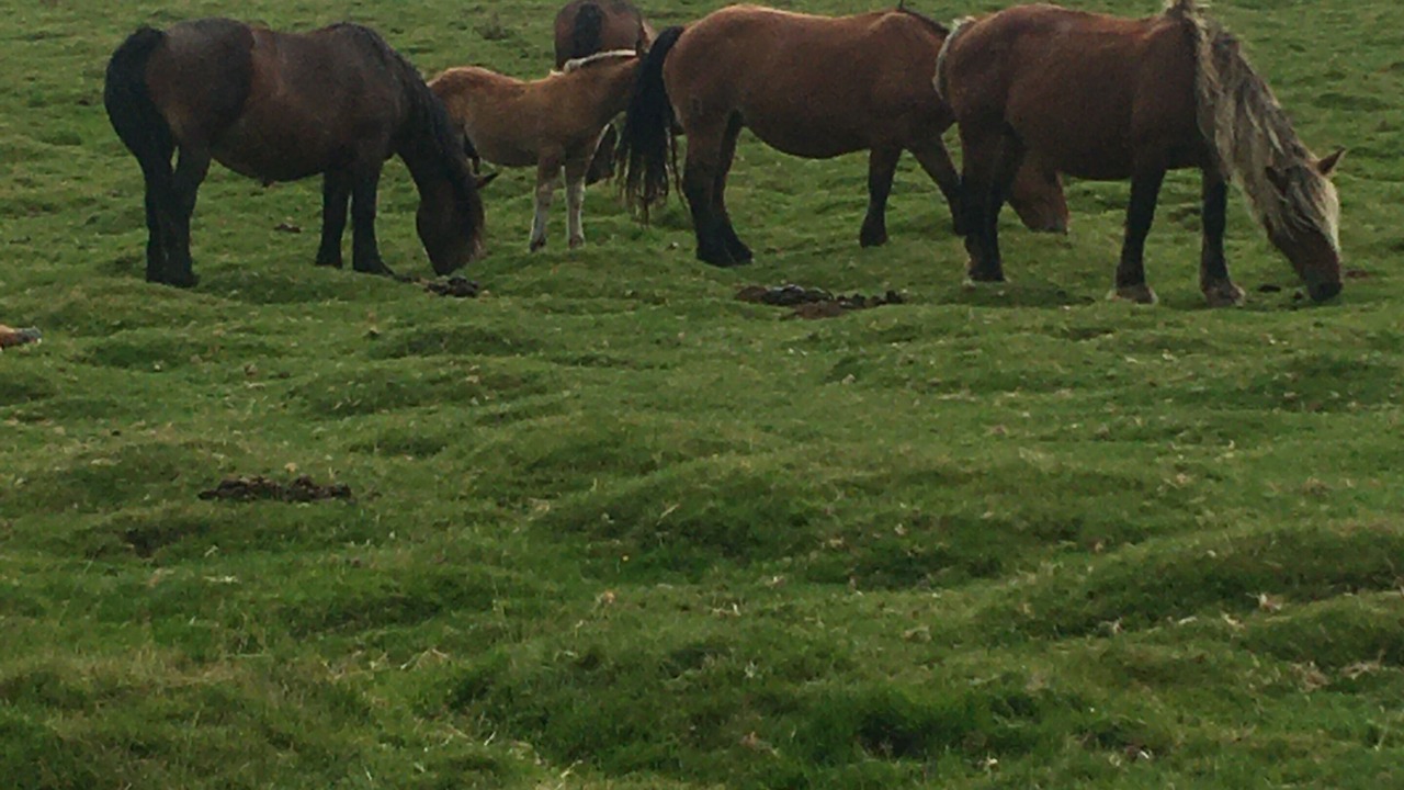 Photo of Outdoor in Ispoure