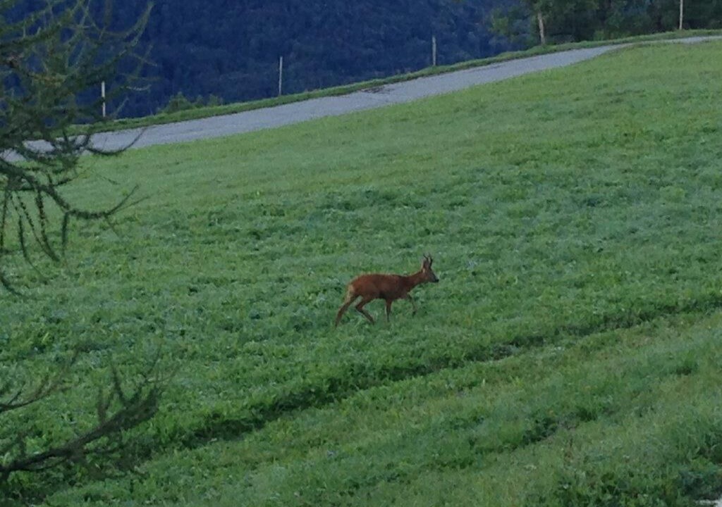 Photo of Outdoor in Leysin