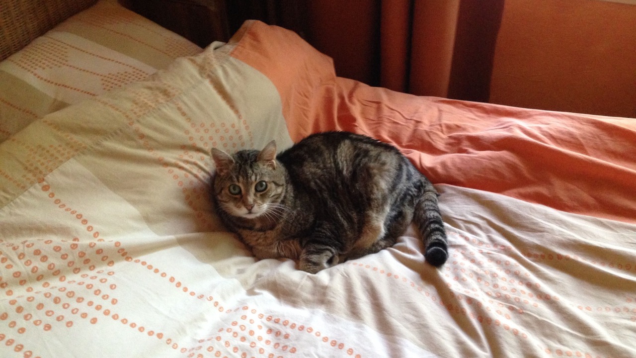 Photo of Bedroom in Pyla-sur-Mer