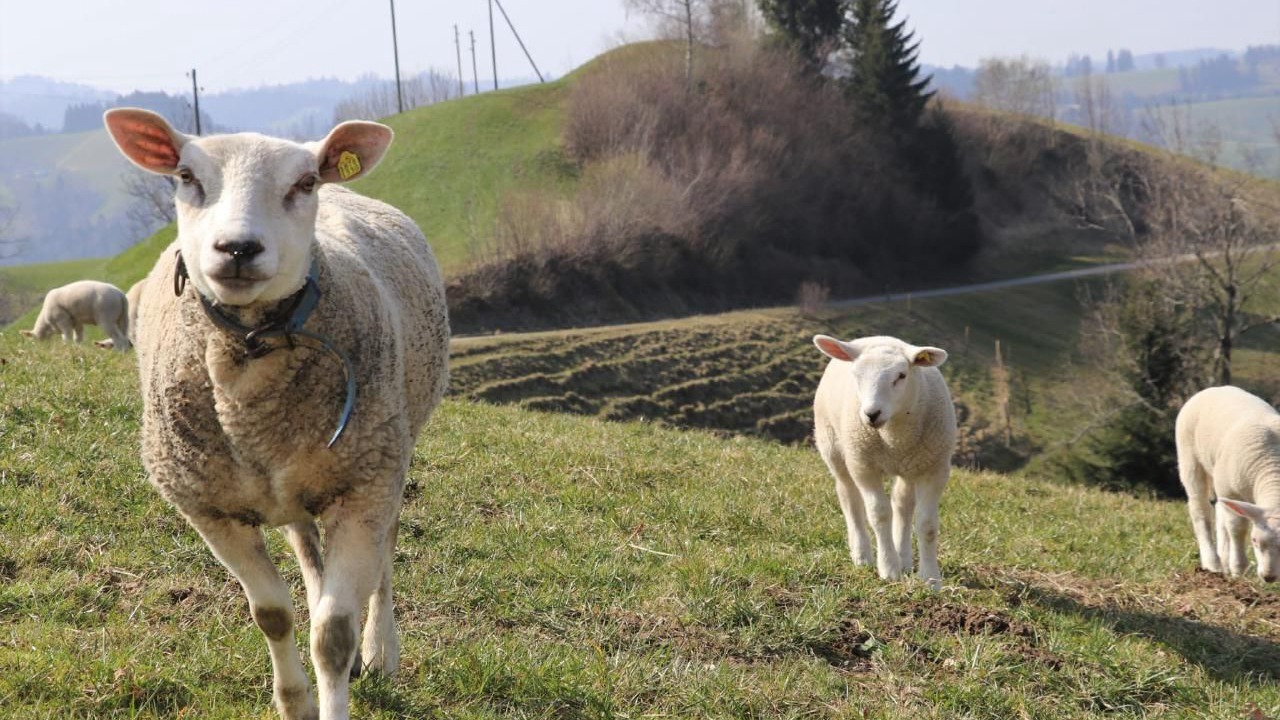 Photo of Others in Hergiswil bei Willisau