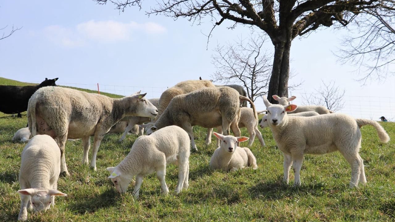 Photo of Others in Hergiswil bei Willisau