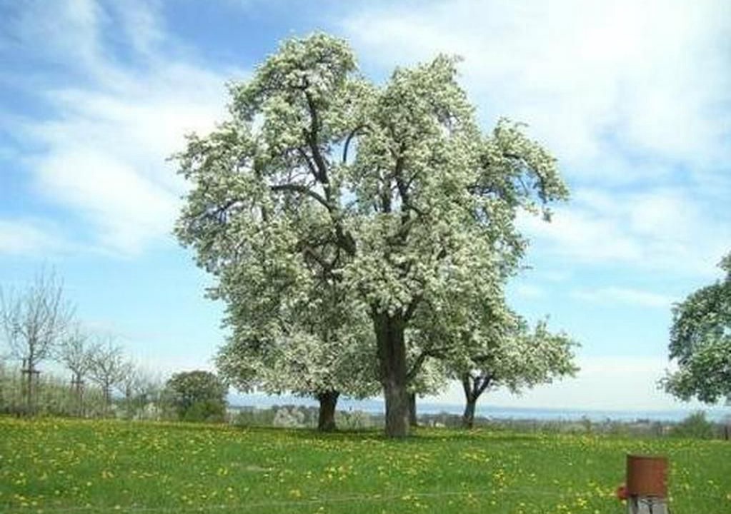 Photo of Others in Egnach