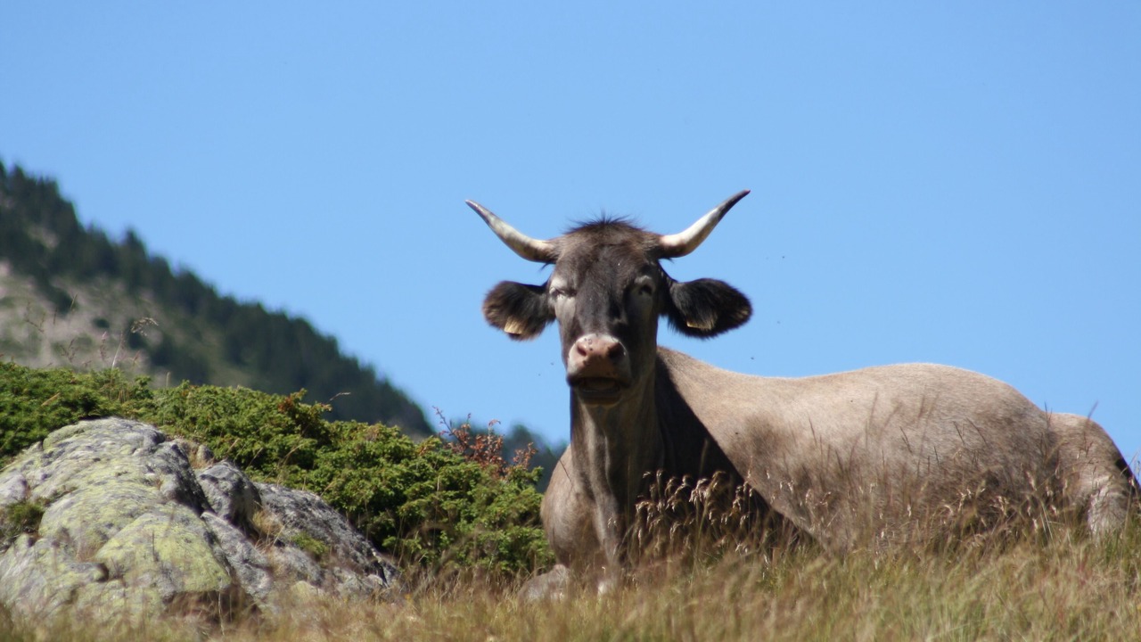 Photo of Others in Cadeilhan-Trachere