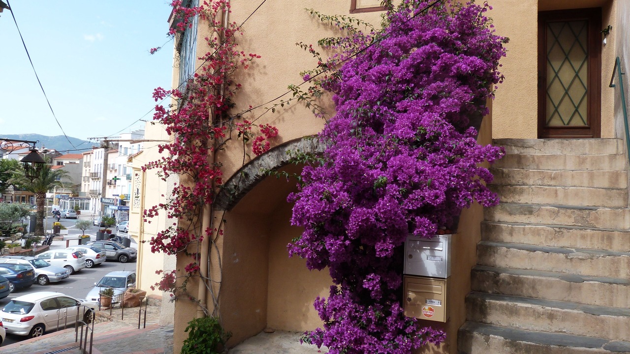 Photo of Others in Banyuls-sur-Mer