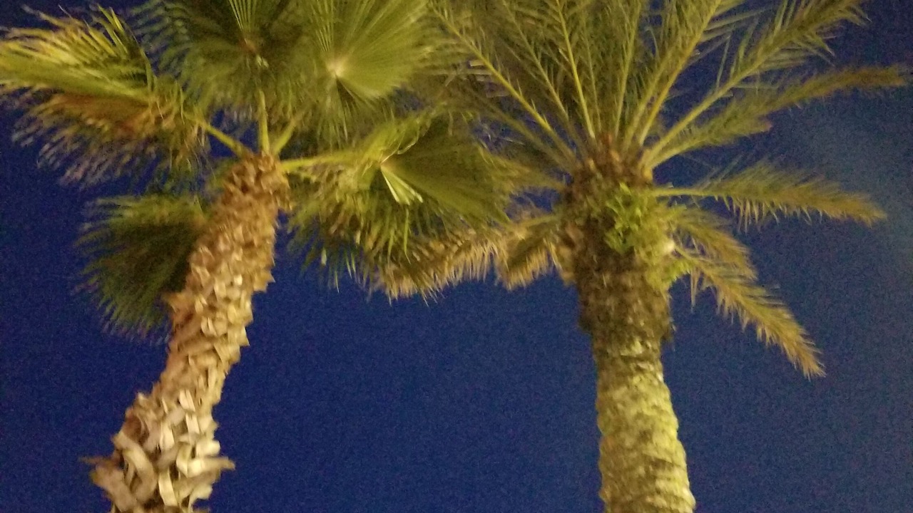 Photo of Others in Neptune Beach