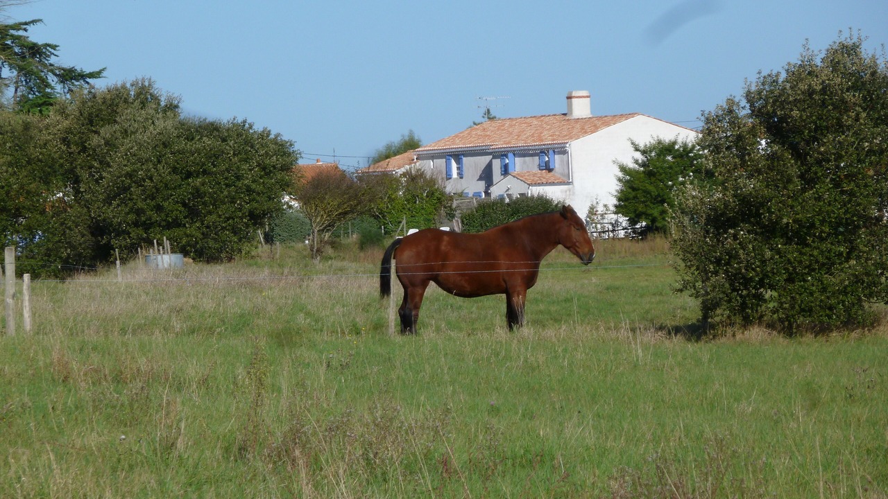 Photo of Outdoor in Noirmoutier-en-l'Ile