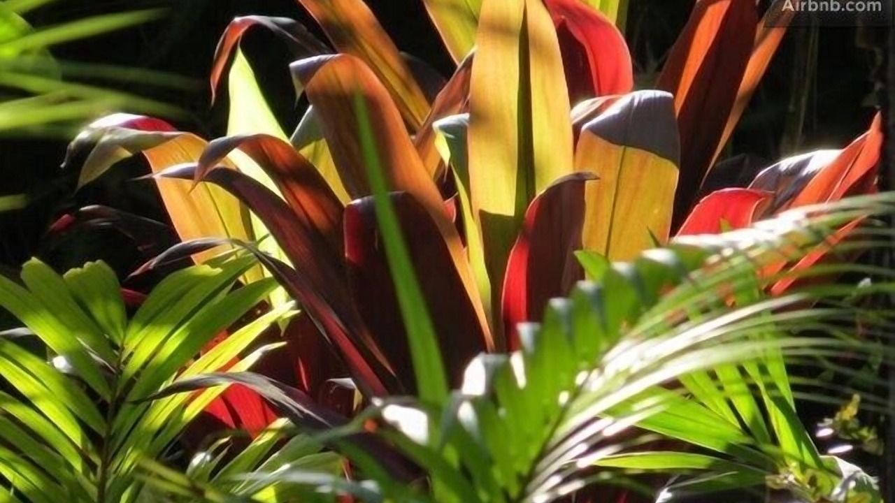 Photo of Others in Naalehu