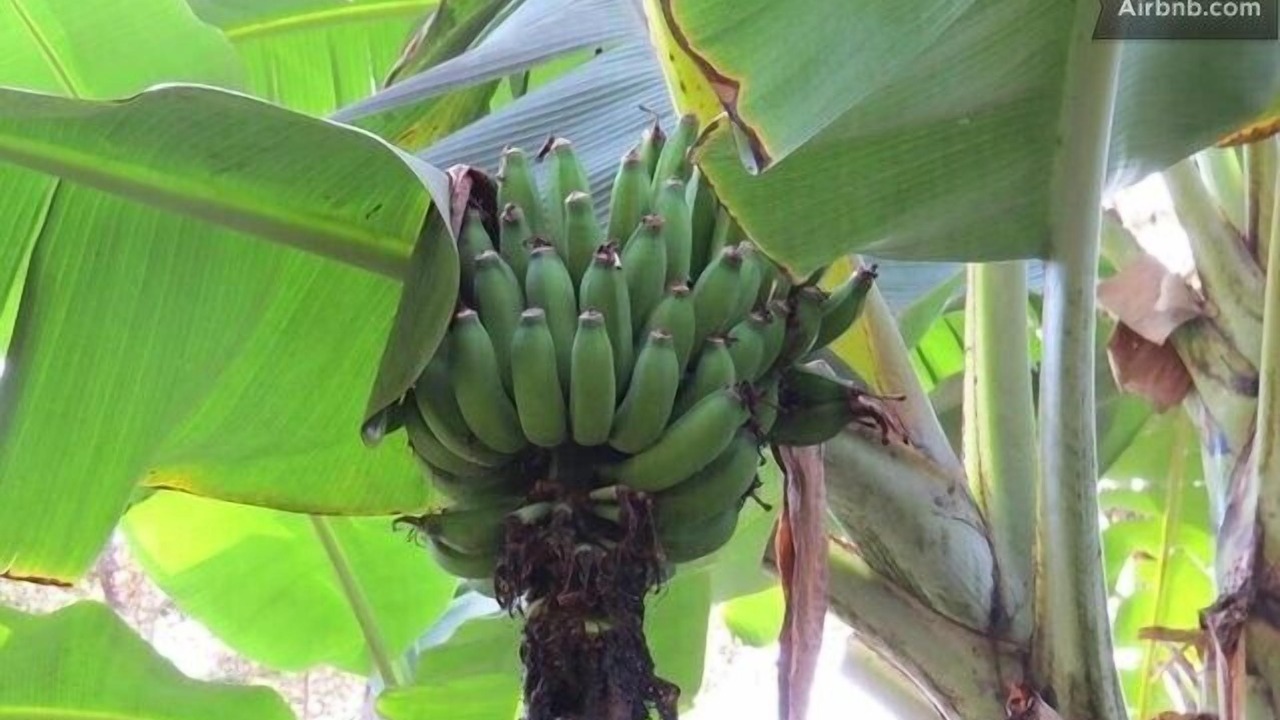 Photo of Others in Naalehu