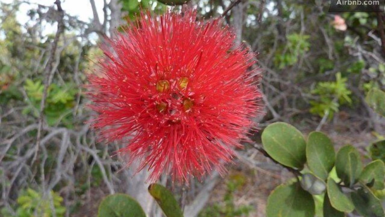 Photo of Others in Naalehu