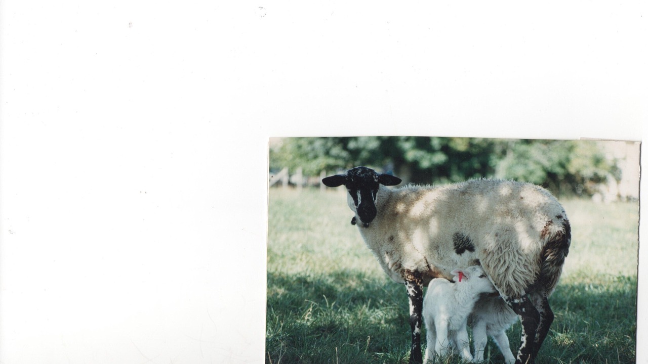 Photo of Outdoor in Saint-Jacques-d'Ambur