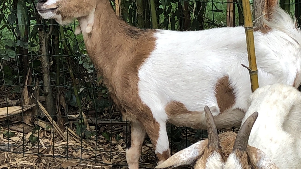 Photo of Others in Azur